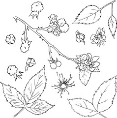 Set of blackberry bush plant elements. Berries, flowers, branches and leaves for the design of jams, cosmetics, cards and other designs. Vector image for printing on dishes, clothes, toys, etc. Vector - obrazy, fototapety, plakaty