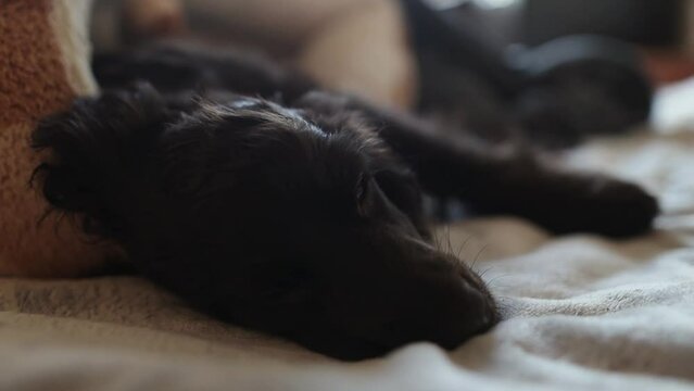Young English Cocker Spaniel puppy sleeping on a bed close-up portrait. A small dark brown English Cocker Spaniel puppy sleeps on the bed. English Cocker Spaniel puppy sleeps after a walk. Happy puppy