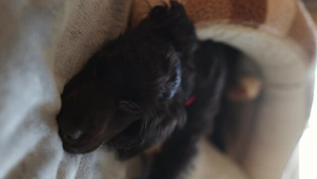 Young English Cocker Spaniel puppy sleeping on a bed close-up portrait. A small dark brown English Cocker Spaniel puppy sleeps on the bed. English Cocker Spaniel puppy sleeps after a walk. Happy puppy
