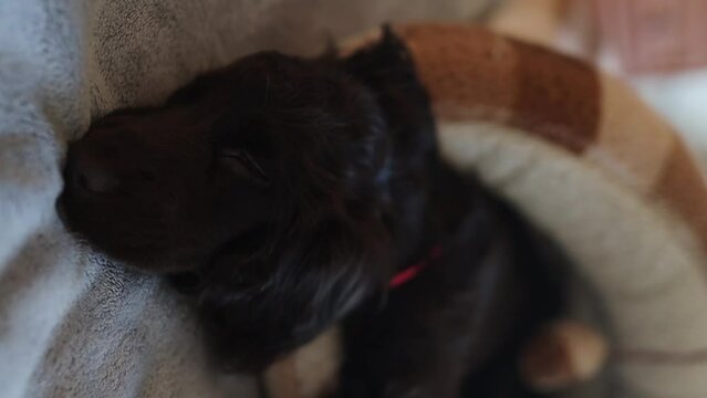 Young English Cocker Spaniel puppy sleeping on a bed close-up portrait. A small dark brown English Cocker Spaniel puppy sleeps on the bed. English Cocker Spaniel puppy sleeps after a walk. Happy puppy