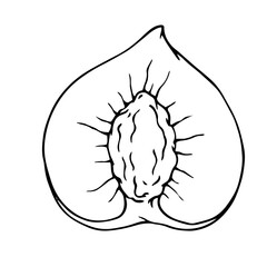 Linear sketch, outline of halves of fruit peach, nectarine.Vector graphics.