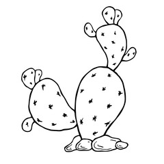 Sketch, doodles of a flowering cactus. Vector graphics.