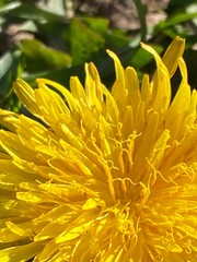 yellow flower - 726698952
