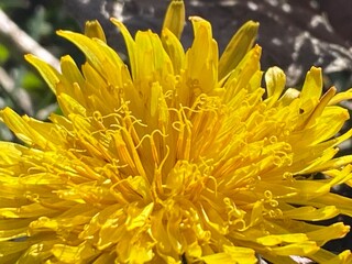 yellow flower - 726698957