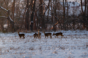Roe deer, capreolus capreolus, group of deer in winter forest