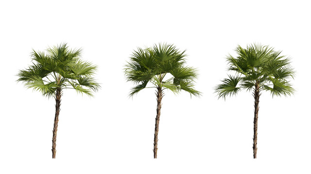 set of 3d rendering of palm trees with transparent background