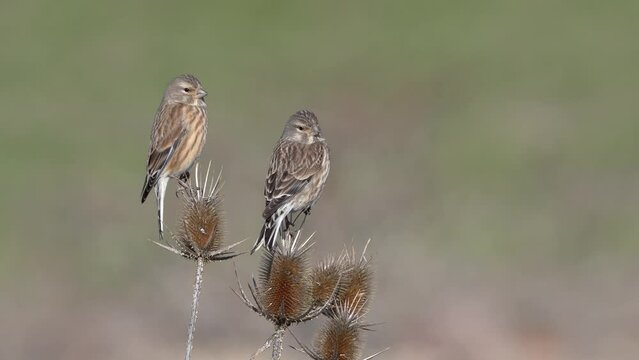Common Linnet bird perching on branch