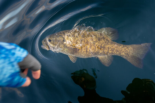 Smallmouth Bass Release