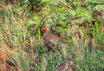 Red-necked spurfowl walking in the bush, wildlife game reserve in Botswana