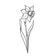 Sketch,doodle of spring daffodil flower.Vector graphics.