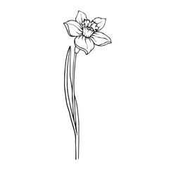 Sketch,doodle of spring daffodil flower.Vector graphics.