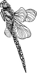 Hand drawn vintage vector sketch of a dragonfly 