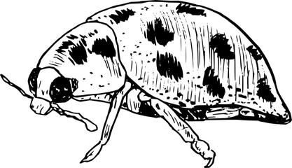 Hand drawn vintage vector sketch of ladybug insect . Black and white elements for colouring. Tattoo  © Anada77