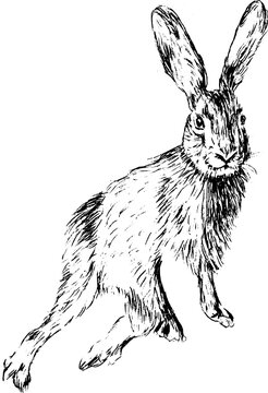 Hand drawn vintage vector sketch of hare . Black and white elements for colouring or tattoo 