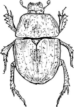 Hand drawn vintage vector sketch of beetle . Black and white elements for colouring or tattoo 