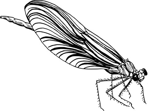black and white dragonfly resting clip art preview