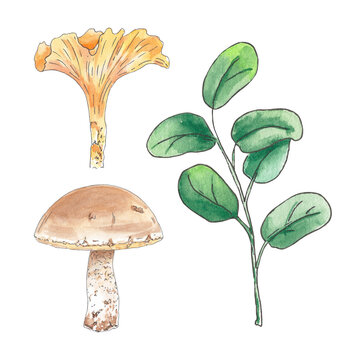 Watercolor clipart leaves, mushrooms hand drawn in botanical style. Art illustration for use in creating logos, textiles, cards, menus, gesign