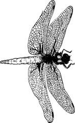 Hand drawn vintage vector sketch of a dragonfly 