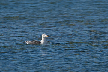 A seagull swimming in the sea. Great Black-backed Gull. Latin name Larus marinus