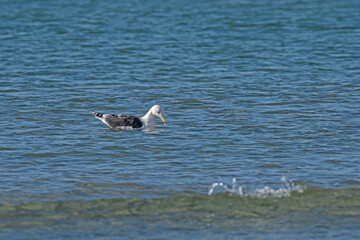 A seagull swimming in the sea. Great Black-backed Gull. Latin name Larus marinus