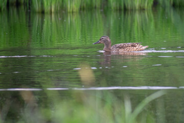 duck in the water