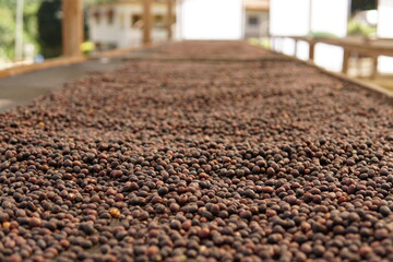 coffee minas gerais brasil