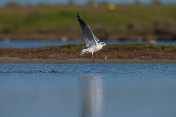 Fototapeta premium The moment a seagull takes off from the lake.