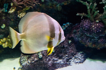 Portrait of beautiful fish in aquarium, undersea world and coral reef scene. Ocean aquarium...