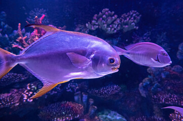 Portrait of beautiful fish in aquarium, undersea world and coral reef scene. Ocean aquarium concept.