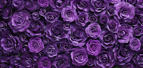 gradient of violet to purple roses in full bloom background - obrazy, fototapety, plakaty