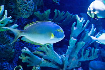 Marine fish in aquarium. Marine fish in aquarium