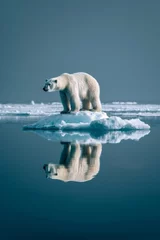 Foto op Canvas Solitary polar bear on a small ice floe reflecting in the arctic waters © artem