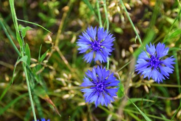Three blue cornflowers bloom in a field.