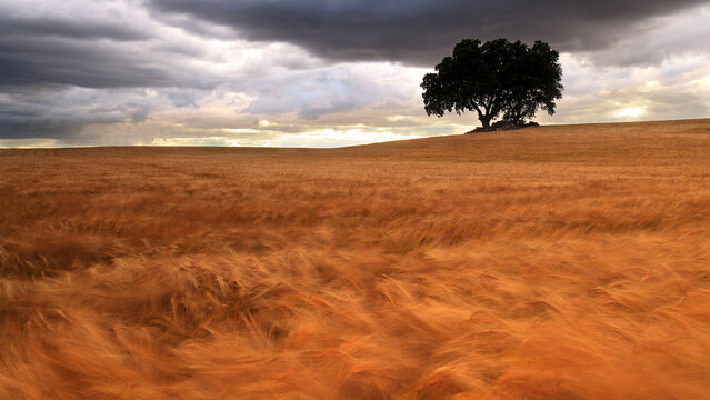 Dramatic Sky Over Windswept Golden Wheat Field