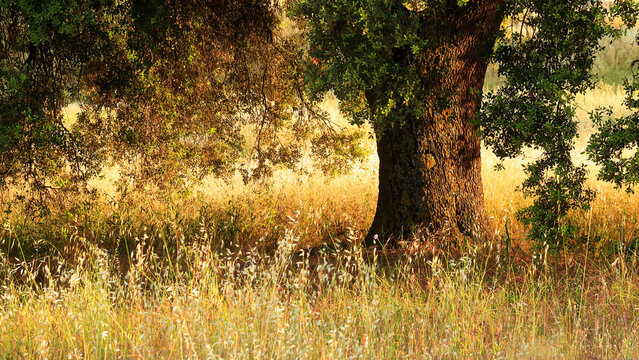 Serene summer meadow with a lush oak tree