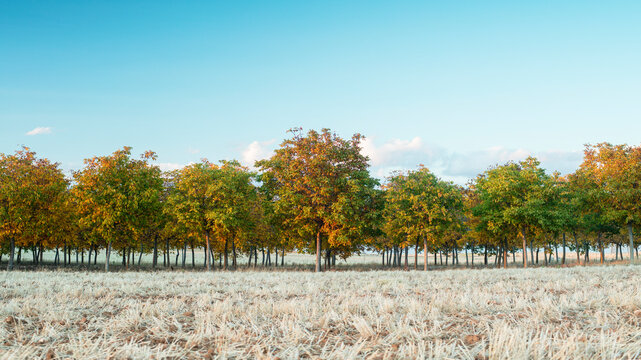 Autumn Trees Line the Edge of a Frosted Field