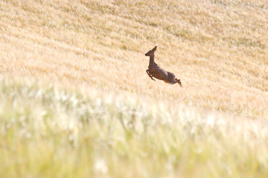 A lone deer bounding across a golden field with the foreground in soft focus