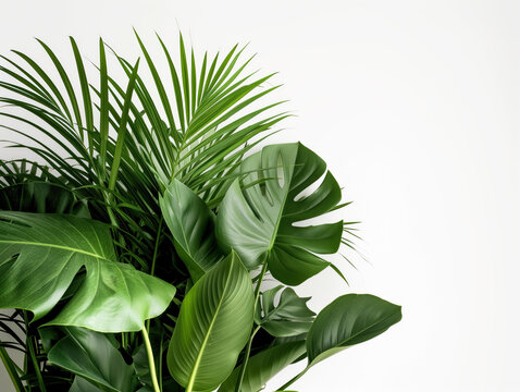 Tropical plant's lush green leaves add beauty to indoor gardens with vibrant colors that pop against a clean white background, creating a nature-inspired floral arrangement.
