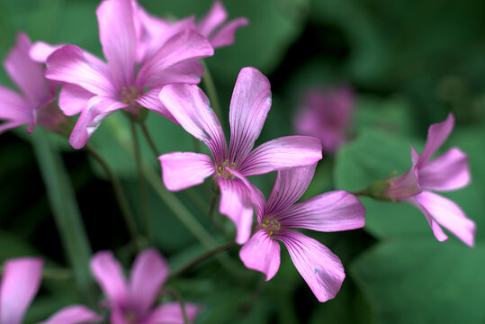 Close up of small magenta flowers of Oxalis articulata