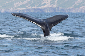 A humpback whale (Megaptera novaeangliae) with the fluke or tail out of the water in north Iceland