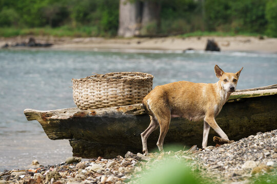 Stray dog and basket on shore at Praia Emilia