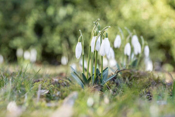 Snowdrops bloom in the meadow