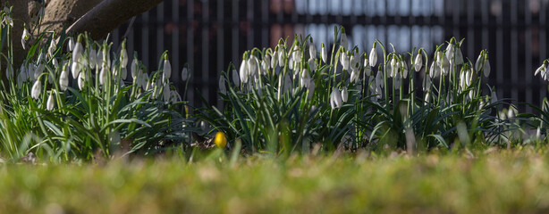 Snowdrops bloom in the meadow