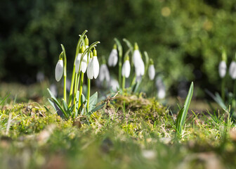 Snowdrops bloom in the meadow