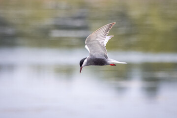 A Common tern (Sterna hirundo) flights over the water and waves its wings. Close-up portrait of common tern in flight with water background and copyspace.