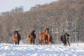 Pferdeherde galoppiert im Schnee