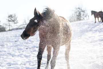 Pferd schüttelt sich im Schnee
