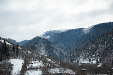 a snowy mountain with a few trees on it