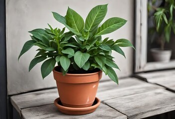 Potted plant for home and garden