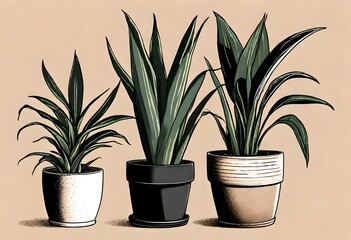 Snake plant vector illustration. Sansevieria plant on a black ceramic plant pot
